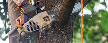 Best Lawn Maintenance Plans  in Waynesboro, VA