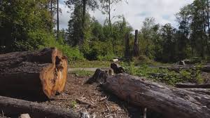 How Our Tree Care Process Works  in  Waynesboro, VA