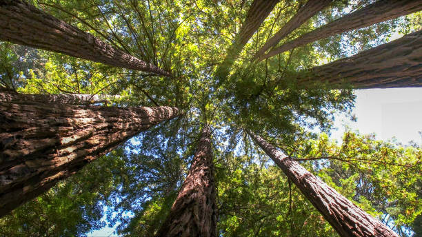 Best Tree Maintenance Programs  in Waynesboro, VA