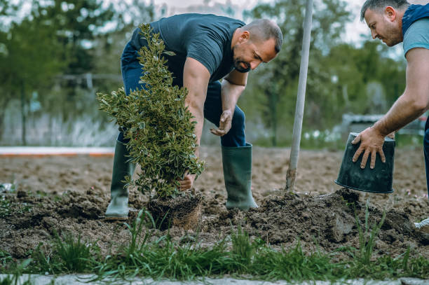 Best Tree Disease Treatment  in Waynesboro, VA