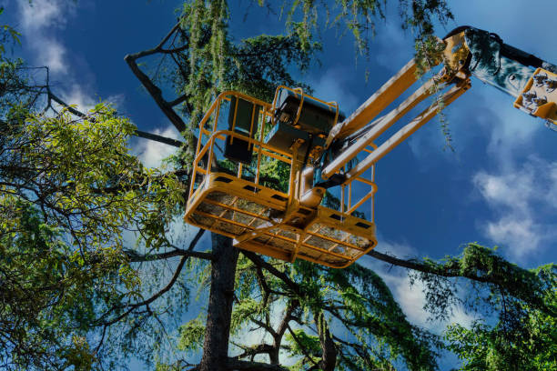 Waynesboro, VA Tree Services Company