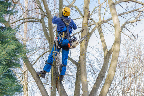 Best Utility Line Clearance  in Waynesboro, VA