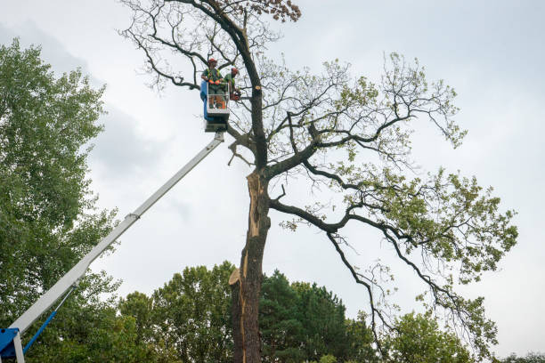Best Seasonal Cleanup (Spring/Fall)  in Waynesboro, VA