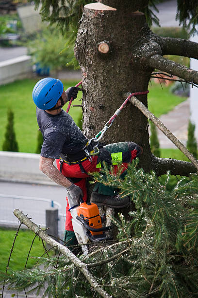 Best Firewood Processing and Delivery  in Waynesboro, VA