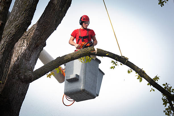 Best Storm Damage Tree Cleanup  in Waynesboro, VA