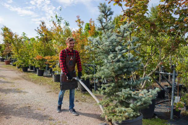 Best Organic Lawn Care Solutions  in Waynesboro, VA