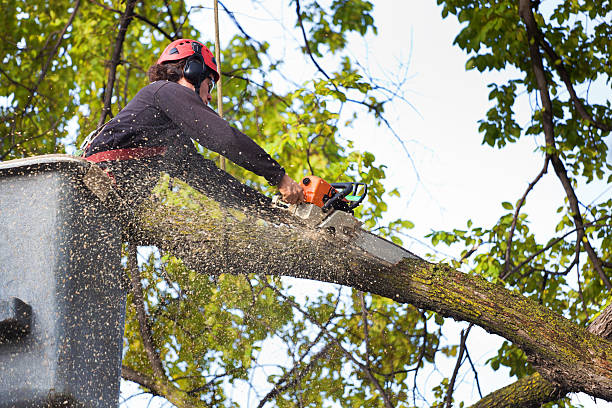 Best Aeration Services  in Waynesboro, VA
