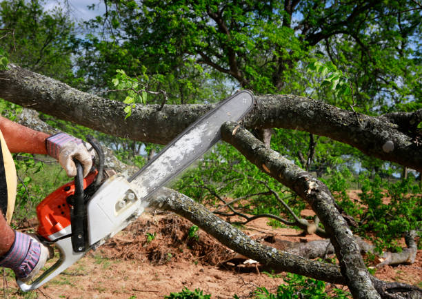 Best Tree and Shrub Care  in Waynesboro, VA
