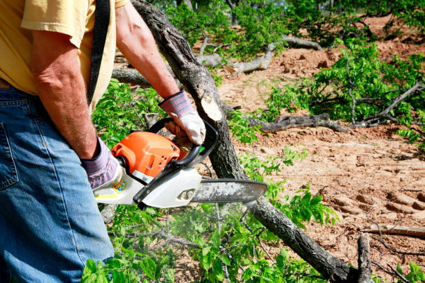 Best Tree Health Inspection  in Waynesboro, VA
